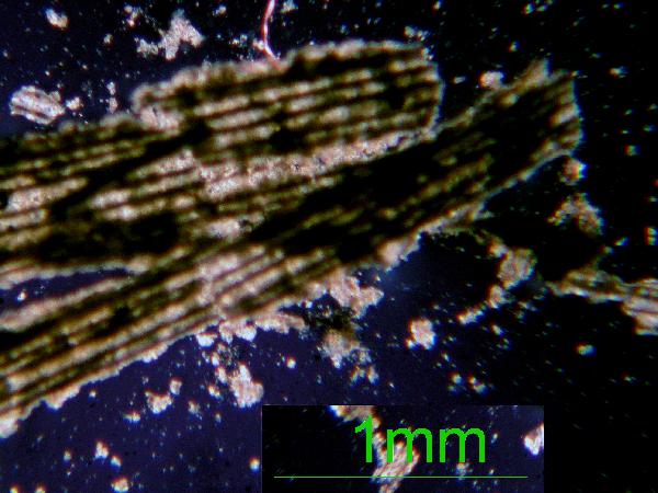 Charophyte_01_xp_AB-600.jpg