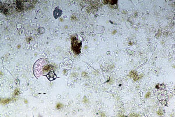 Silicoflagellate_ppl-600.jpg