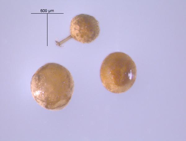 Mycorrhizae (Glomus)