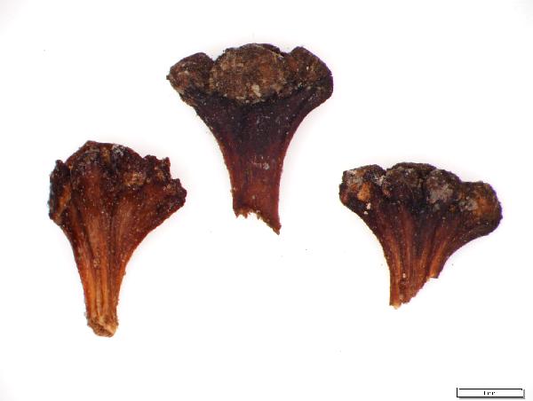 Plant Macrofossil (Alnus serrulata)
