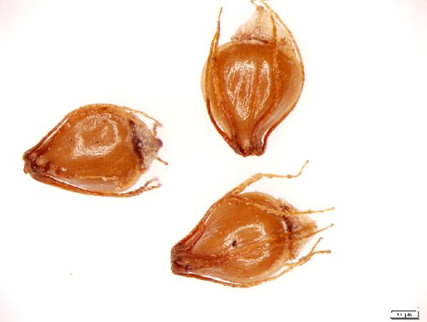 Plant Macrofossil (Eleocharis ovata)