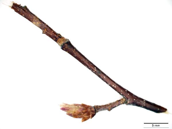 Plant Macrofossil (Ostrya virginiana)