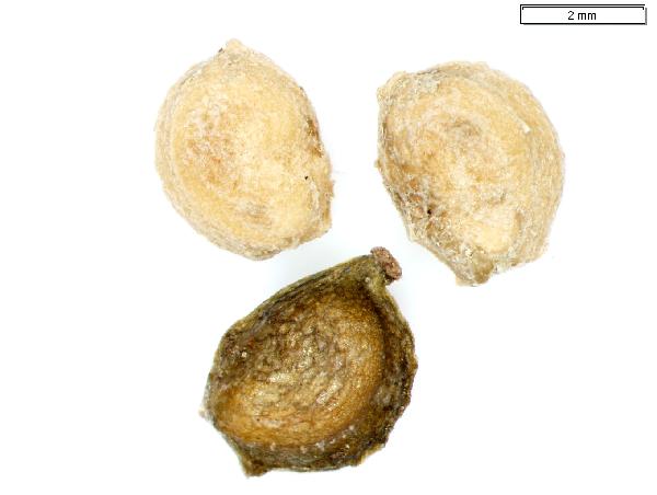 Plant Macrofossil (Potamogeton zosteriformis)