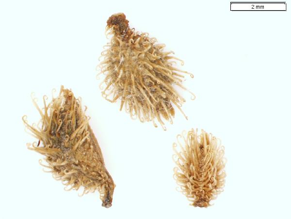 Plant Macrofossil (Sanicula gregaria)