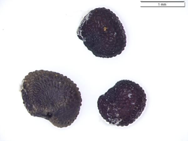 Plant Macrofossil (Silene stellata)