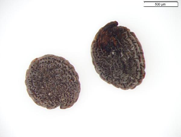 Plant Macrofossil (Stellaria graminea)