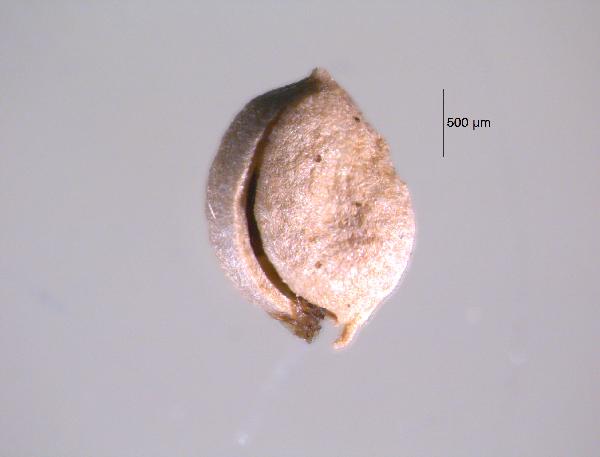 Plant Macrofossil (Potamogeton sp.)